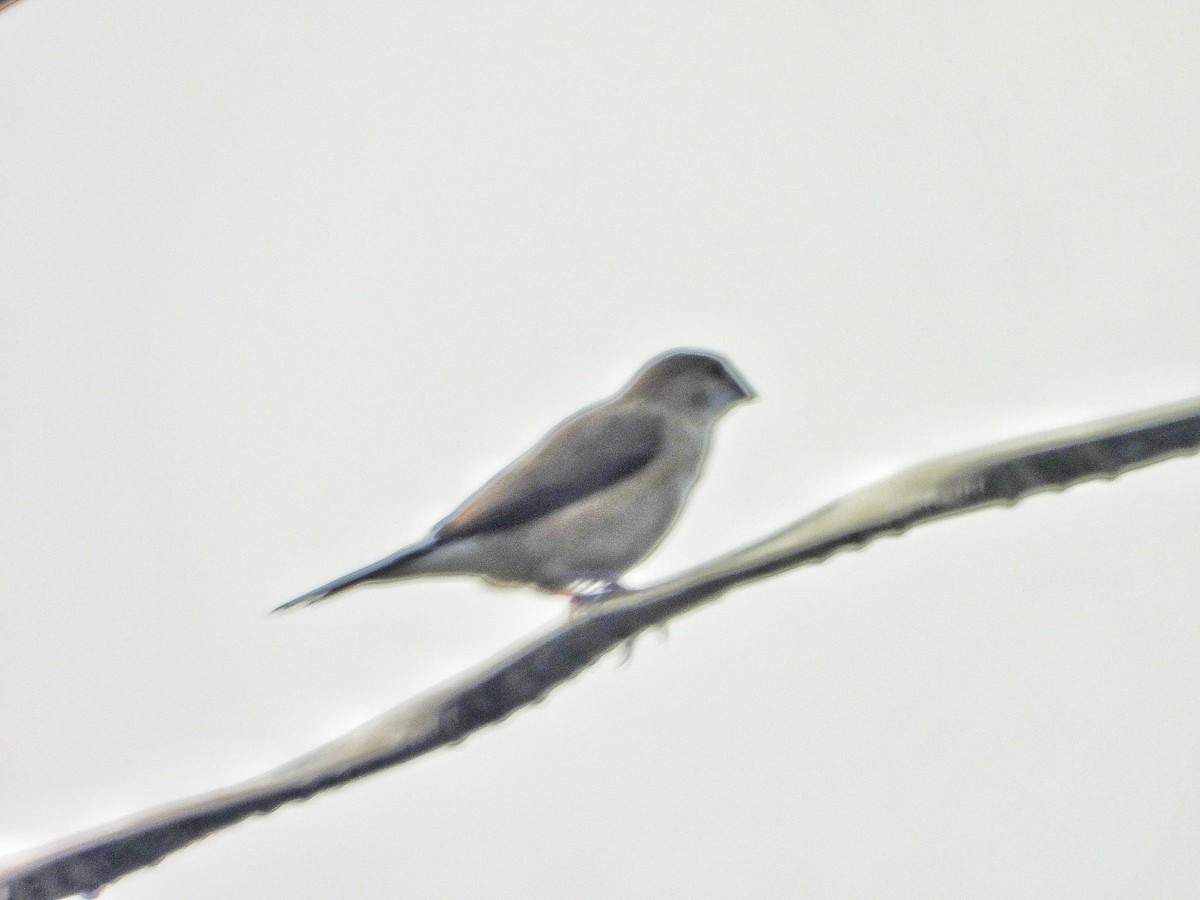 Indian Silverbill - ML644516863