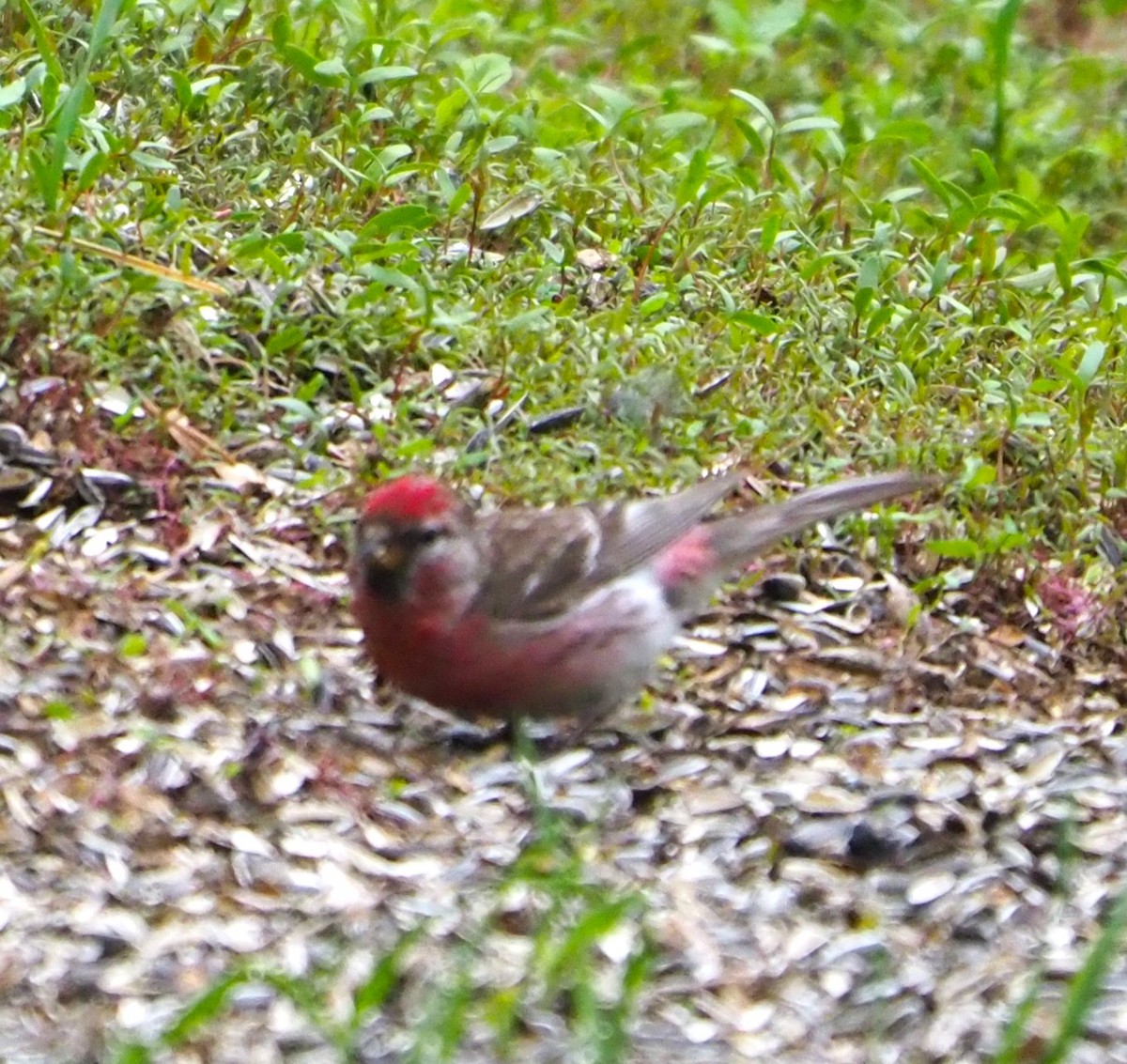 Redpoll (Hoary) - ML644516866