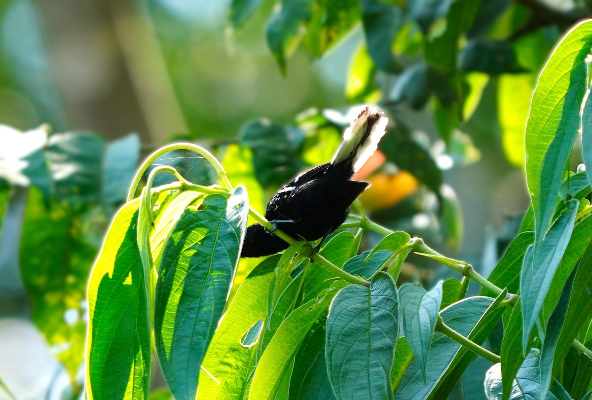 Dot-winged Antwren - ML644516867