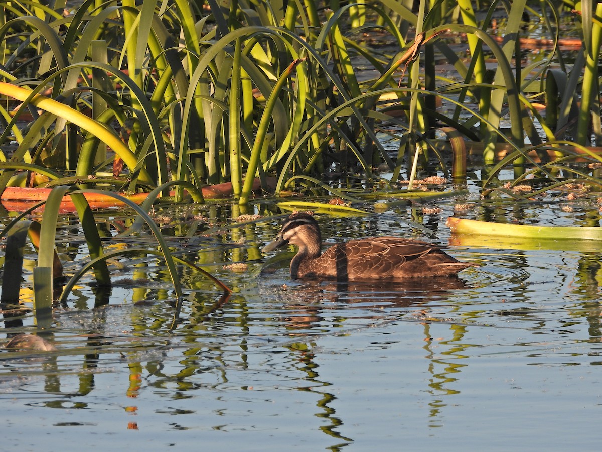 マミジロカルガモ - ML644516877