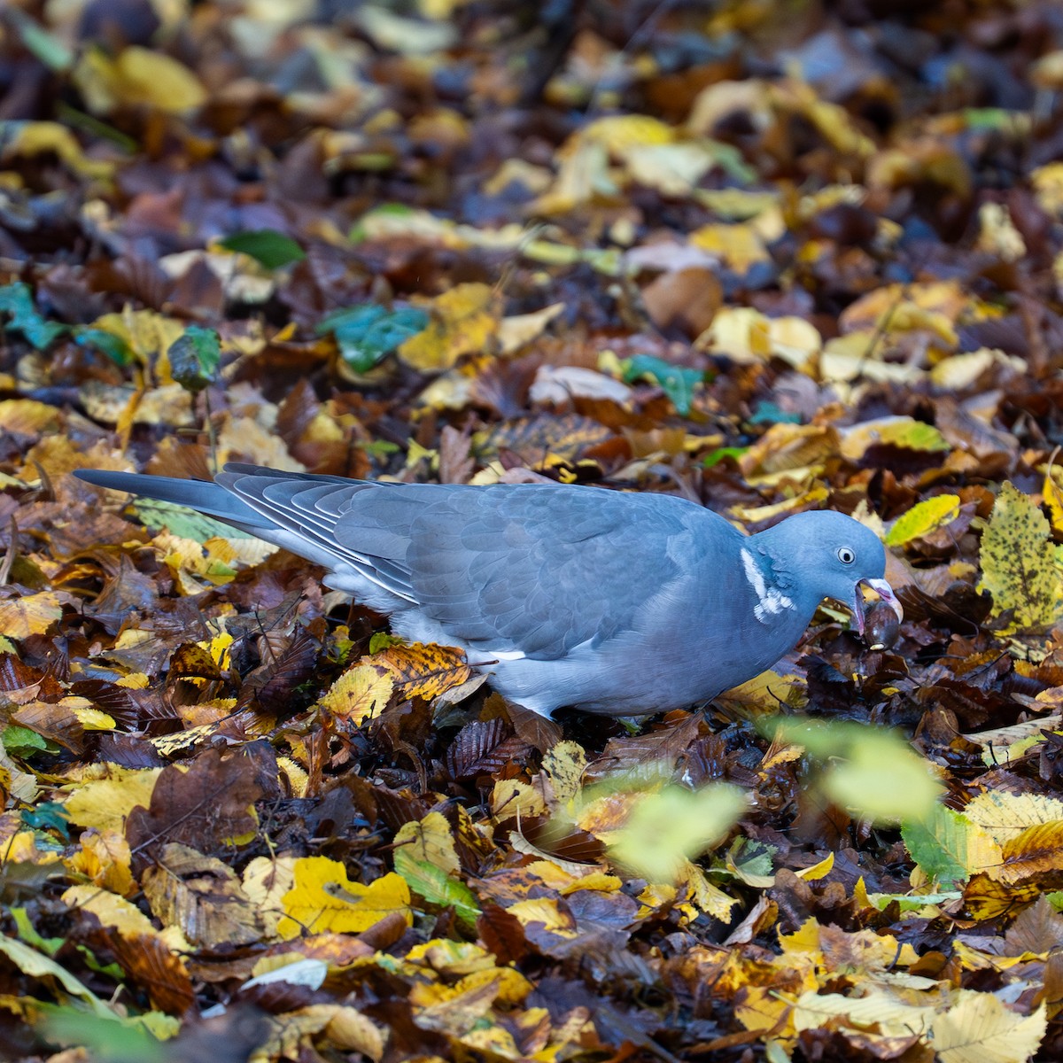 Ойн тагтаа - ML644516882