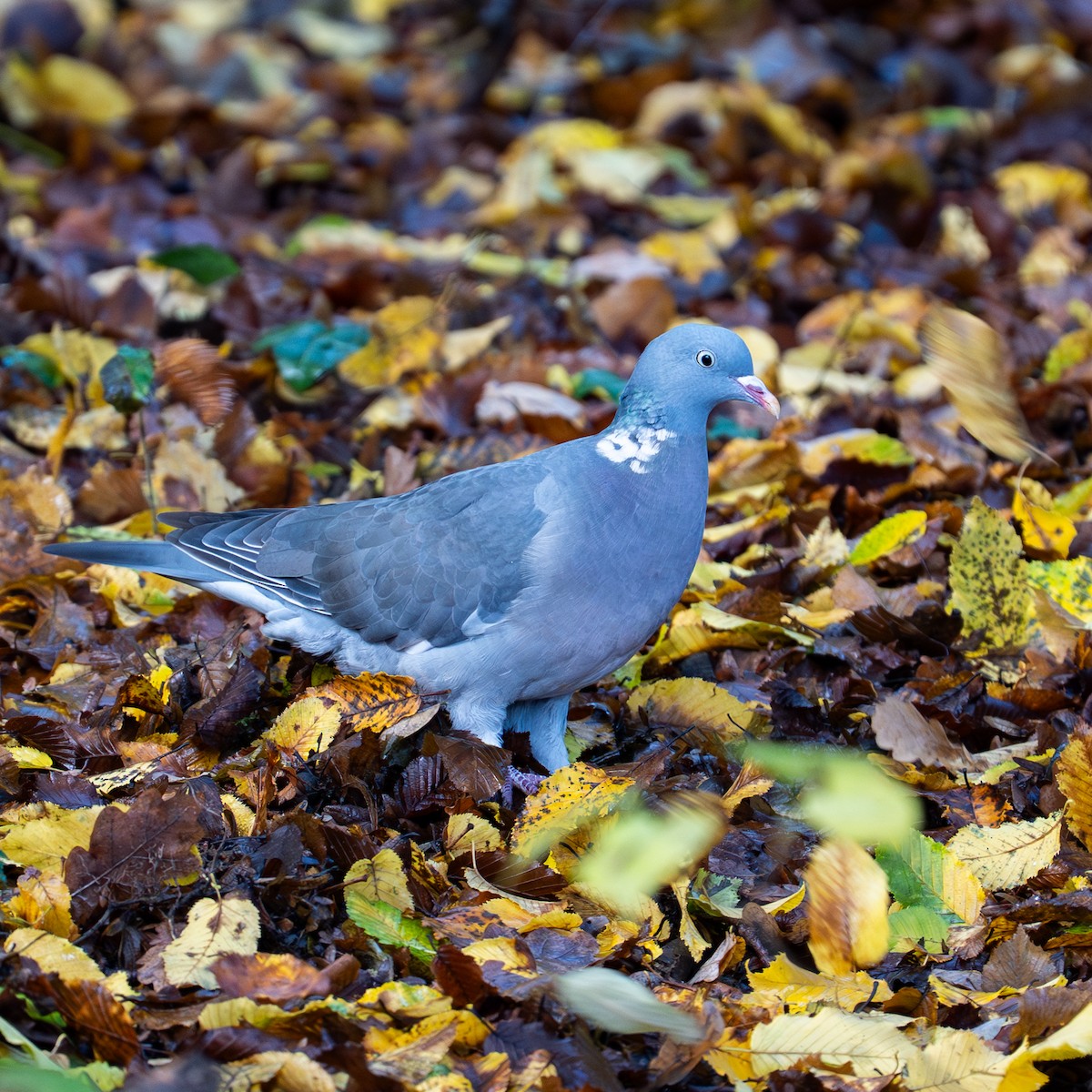 Ойн тагтаа - ML644516883