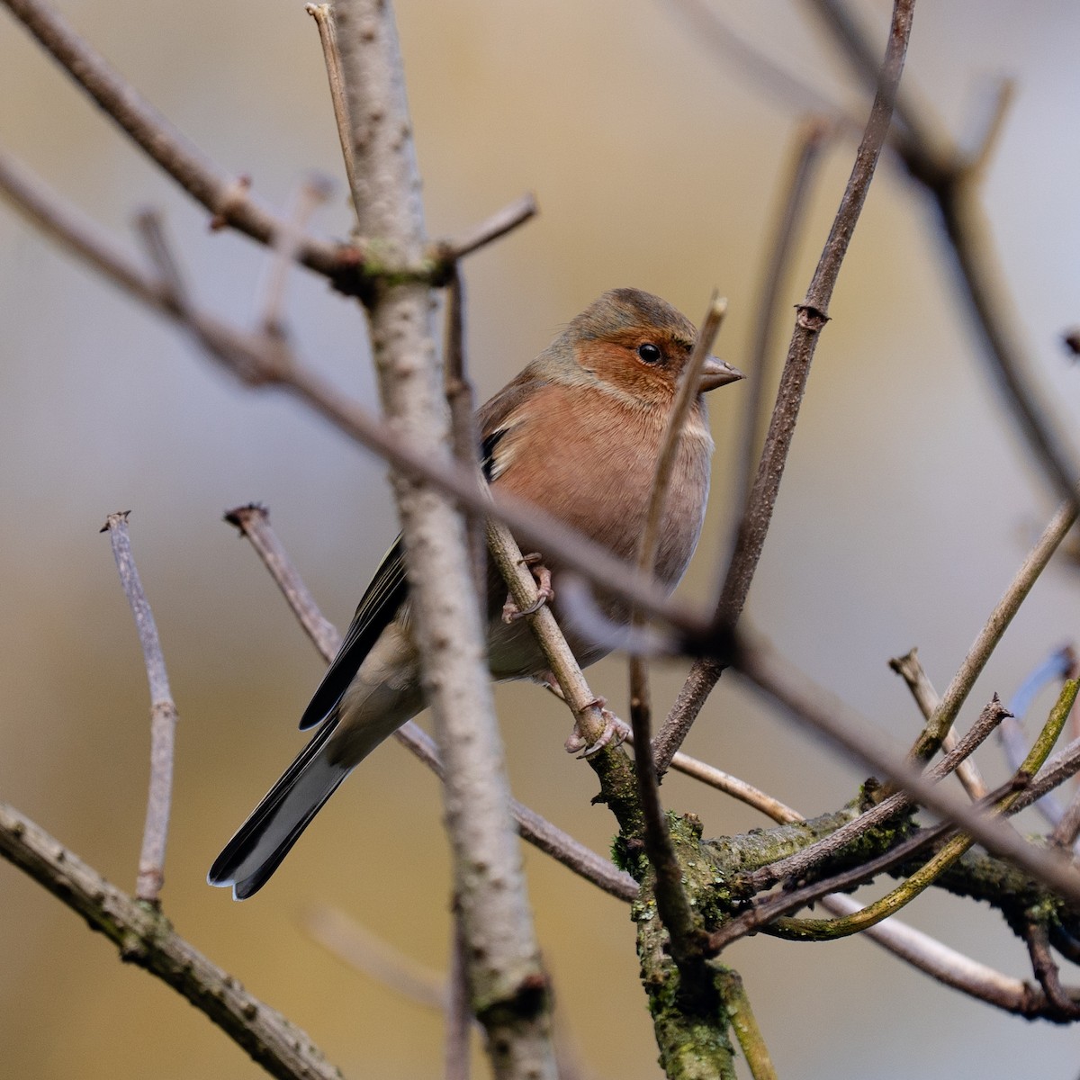 Дуулгат бужирга - ML644516885