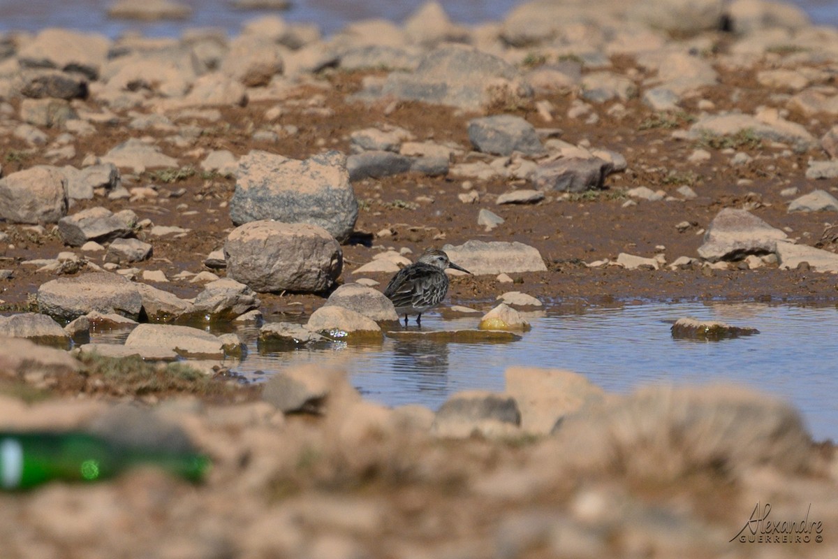 Dunlin - ML644516887