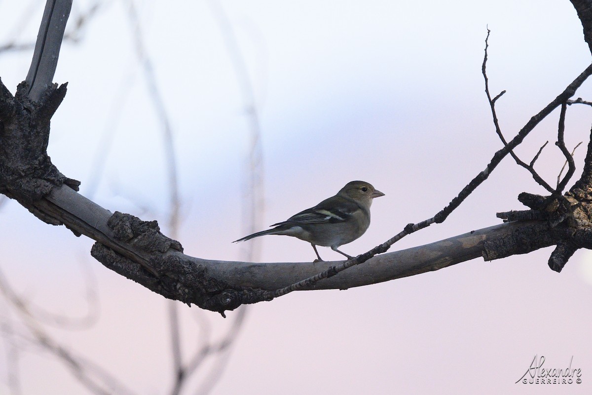 African Chaffinch - ML644516901