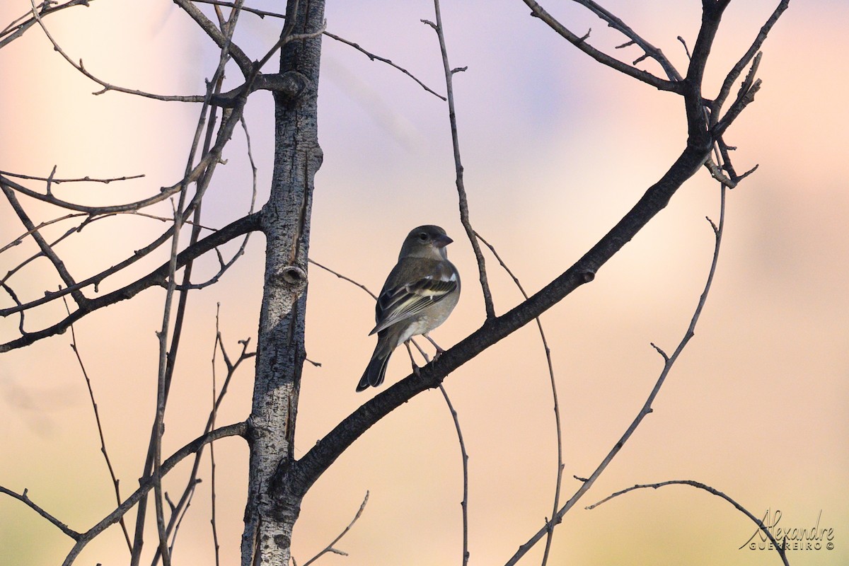 African Chaffinch - ML644516902