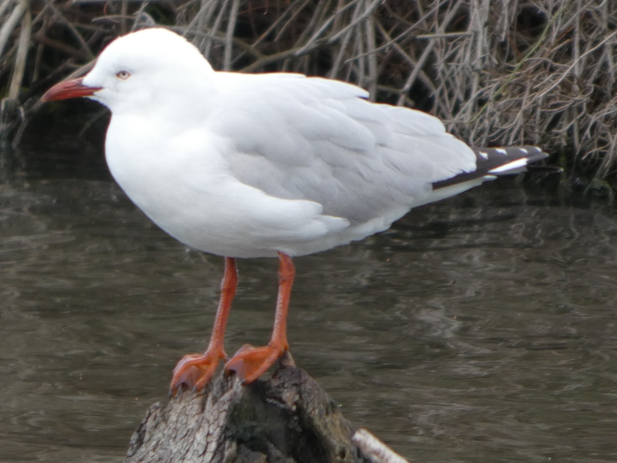 Mouette argentée (novaehollandiae/forsteri) - ML644516903