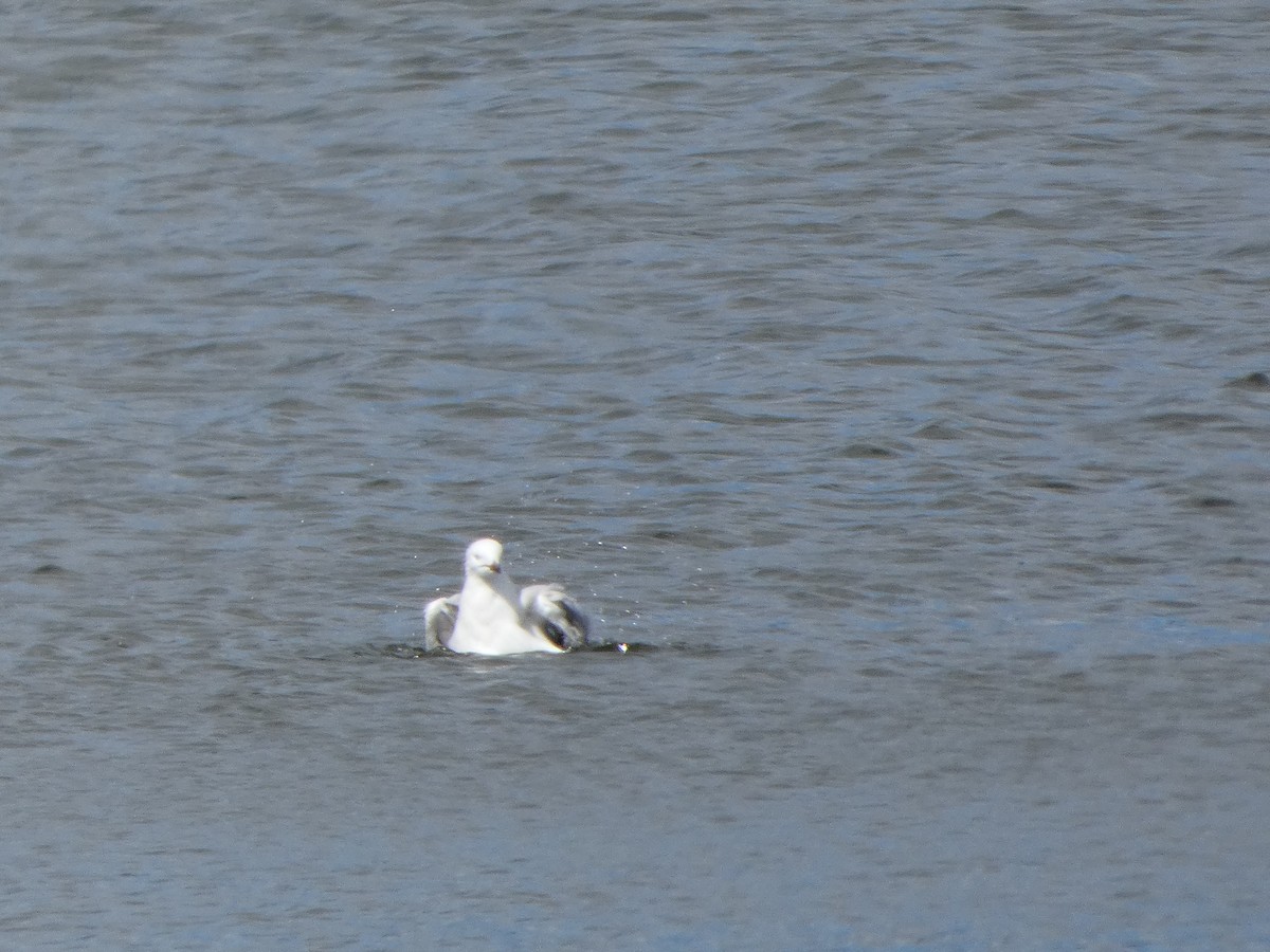 Mouette argentée (novaehollandiae/forsteri) - ML644516905