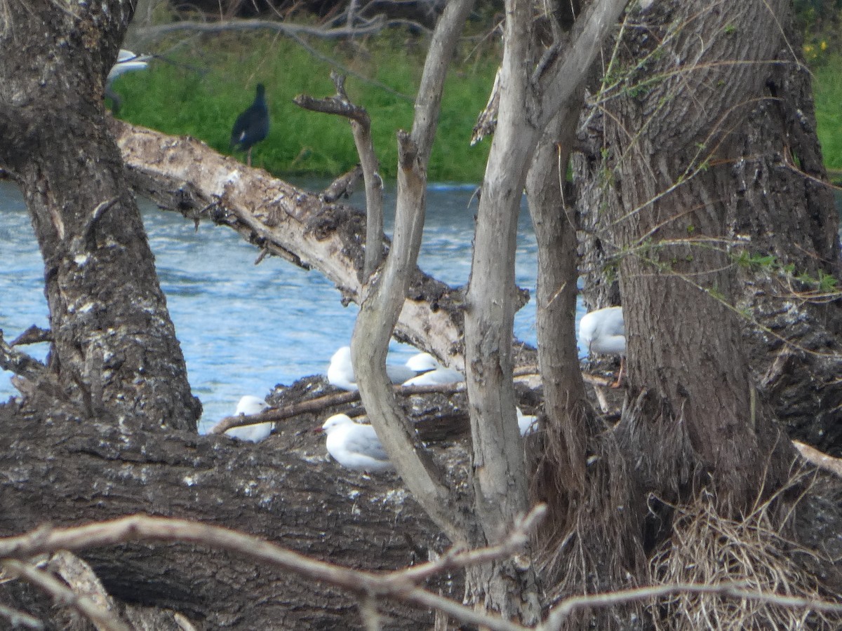 Mouette argentée (novaehollandiae/forsteri) - ML644516906