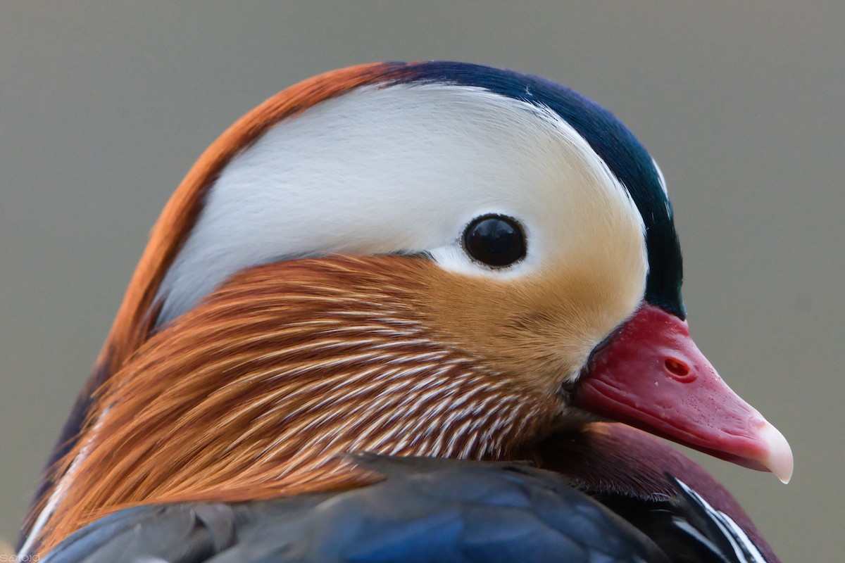 Mandarin Ördeği - ML644516911