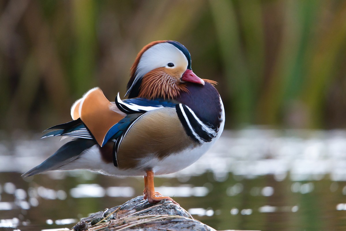 Mandarin Ördeği - ML644516912