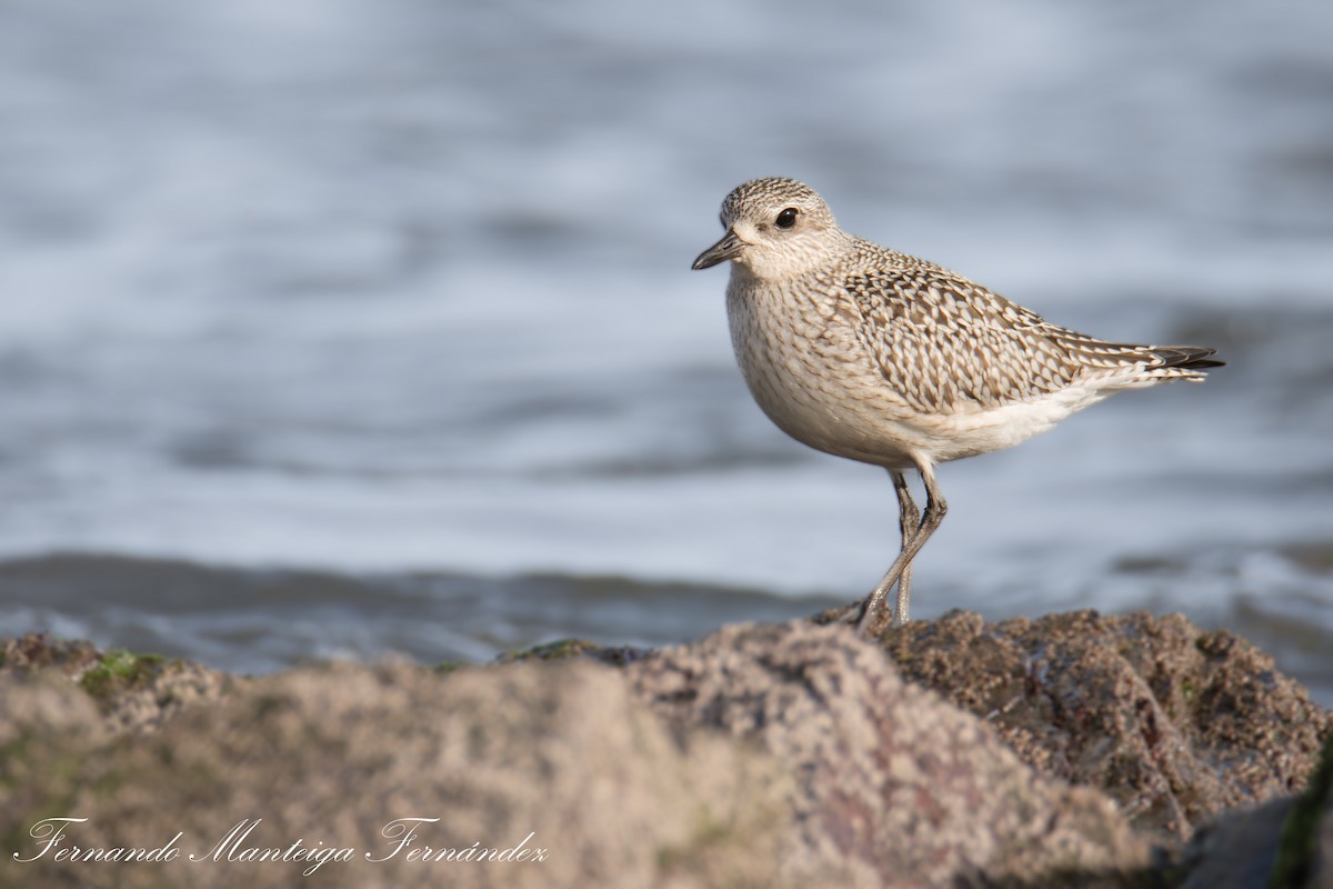 Сивка морська - ML644516913