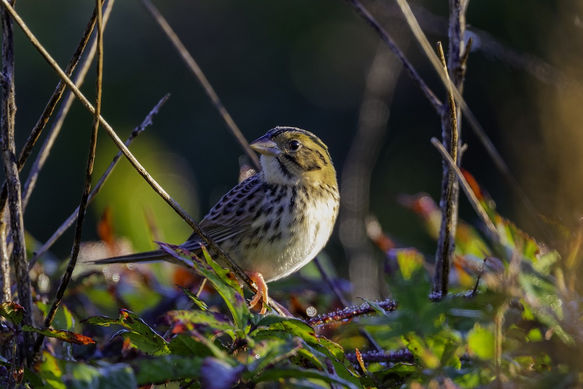 Henslow's Sparrow - ML644516920