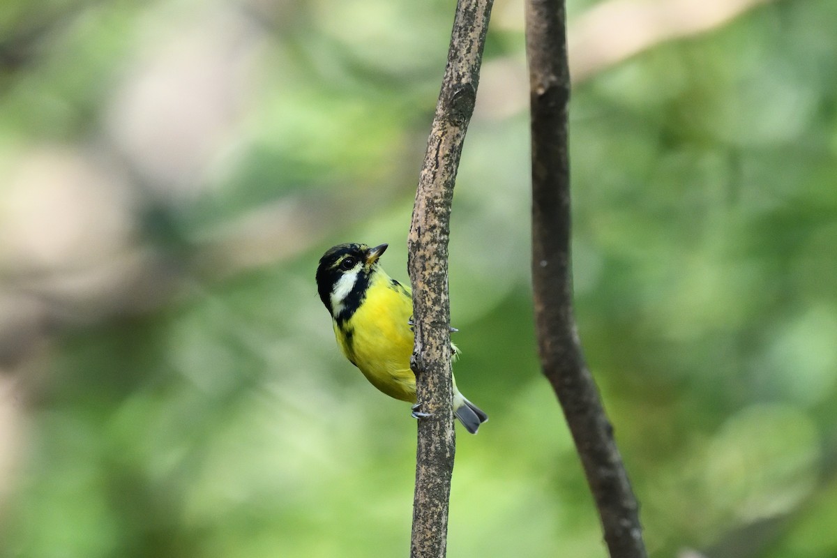 Yellow-bellied Tit - ML644516921
