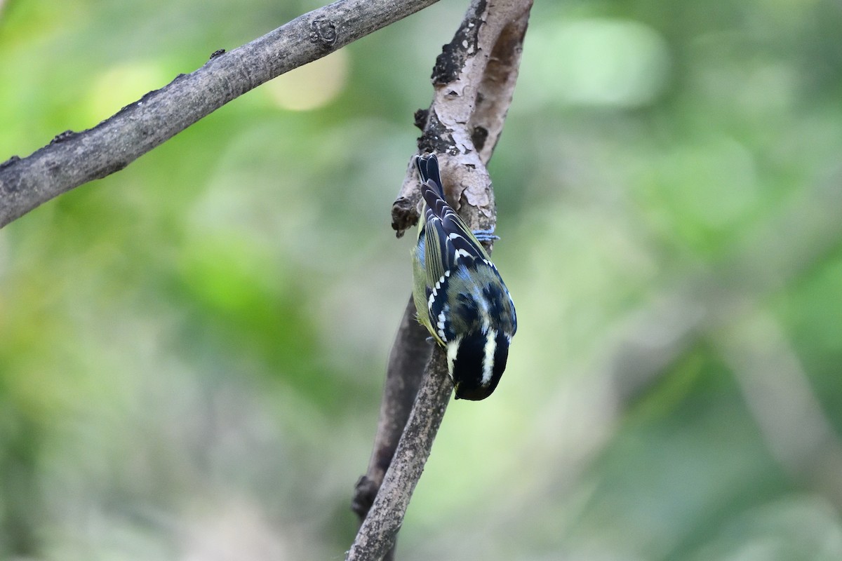 Yellow-bellied Tit - ML644516922