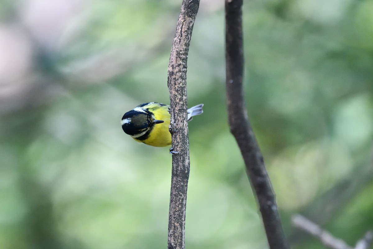 Yellow-bellied Tit - ML644516923