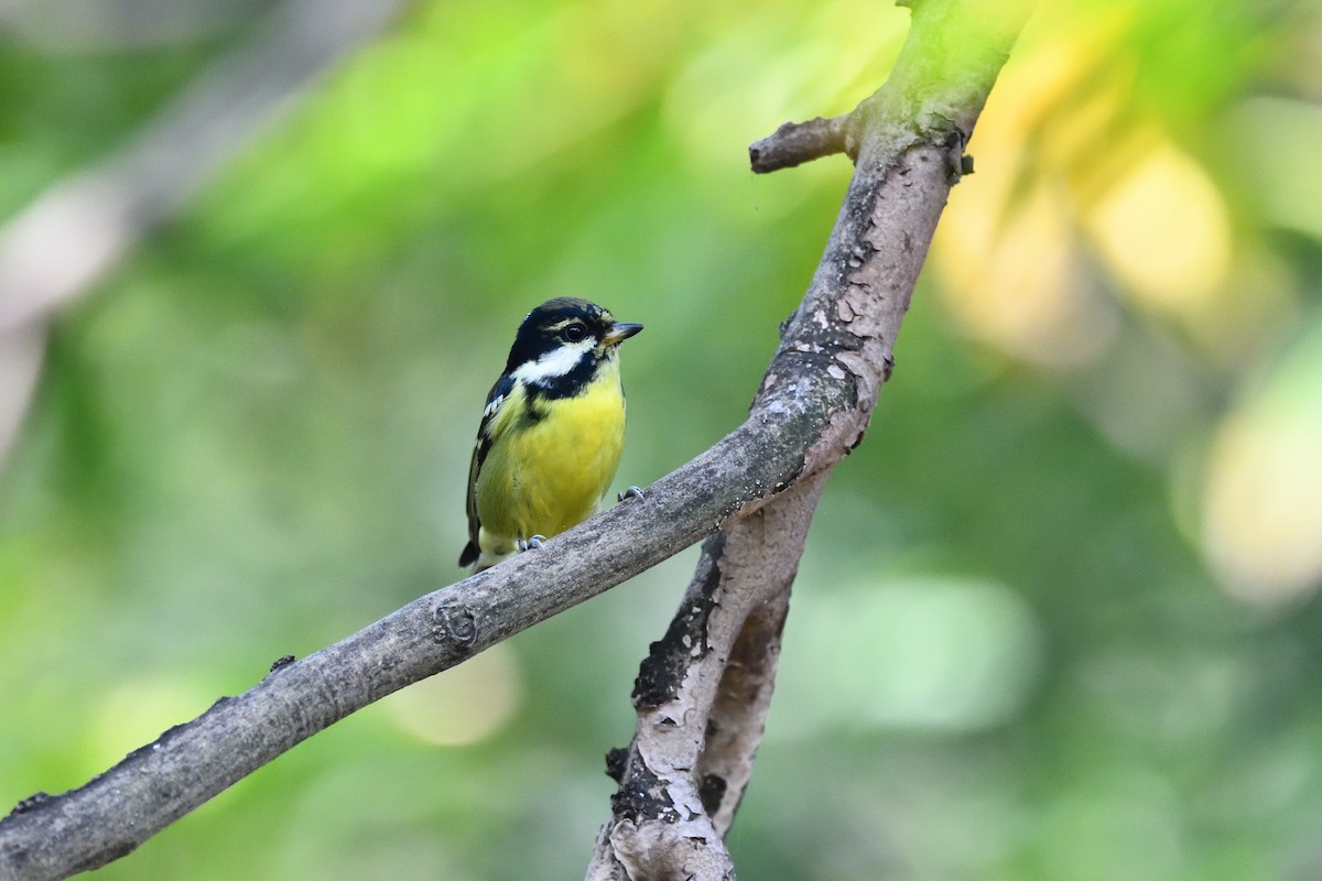 Yellow-bellied Tit - ML644516924