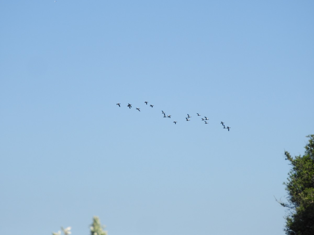 Галагаз австралійський - ML644516939