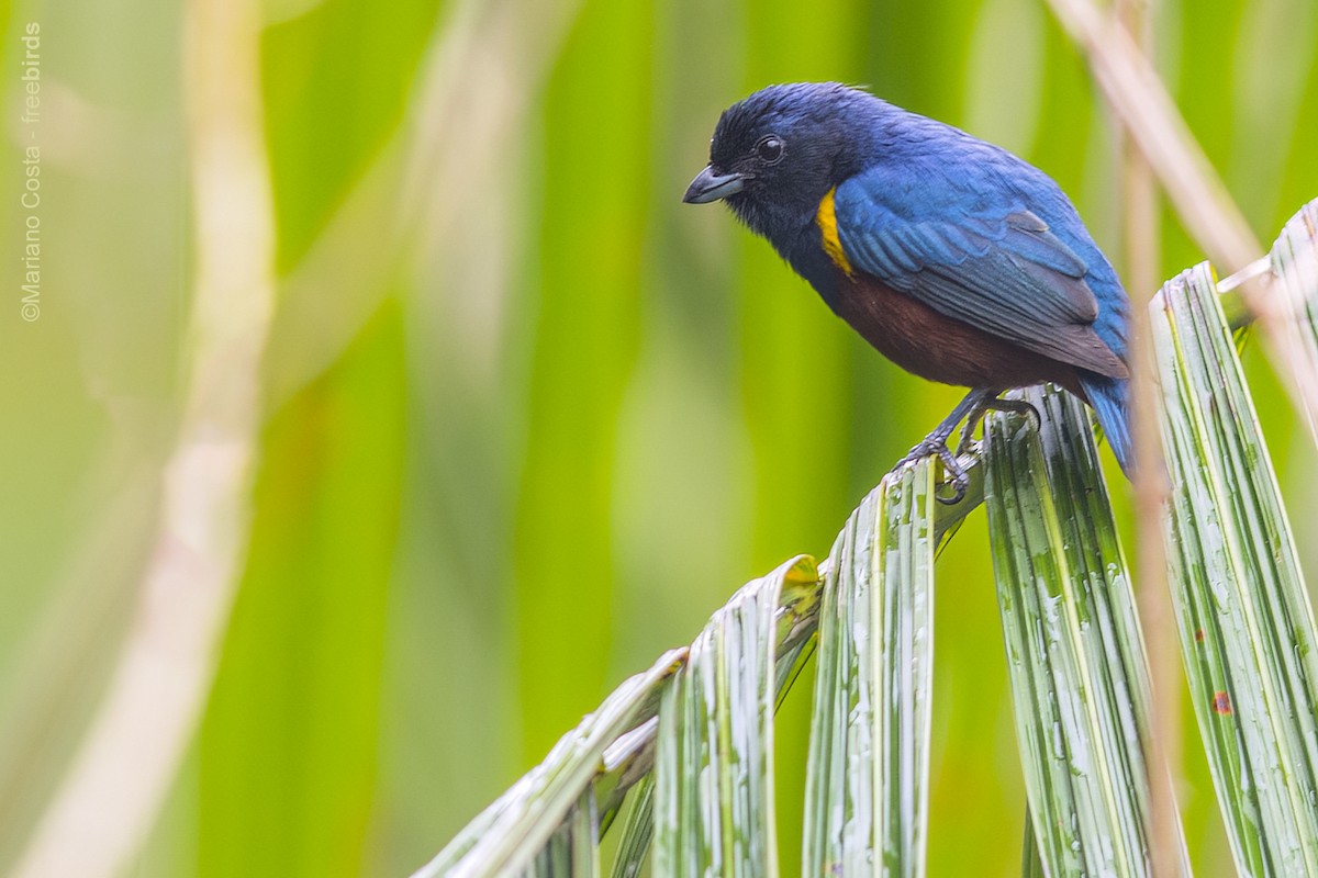 Chestnut-bellied Euphonia - ML644516941