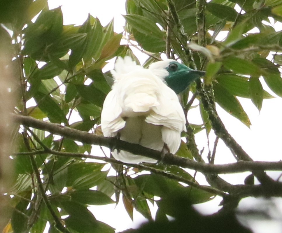 Bare-throated Bellbird - ML644516942