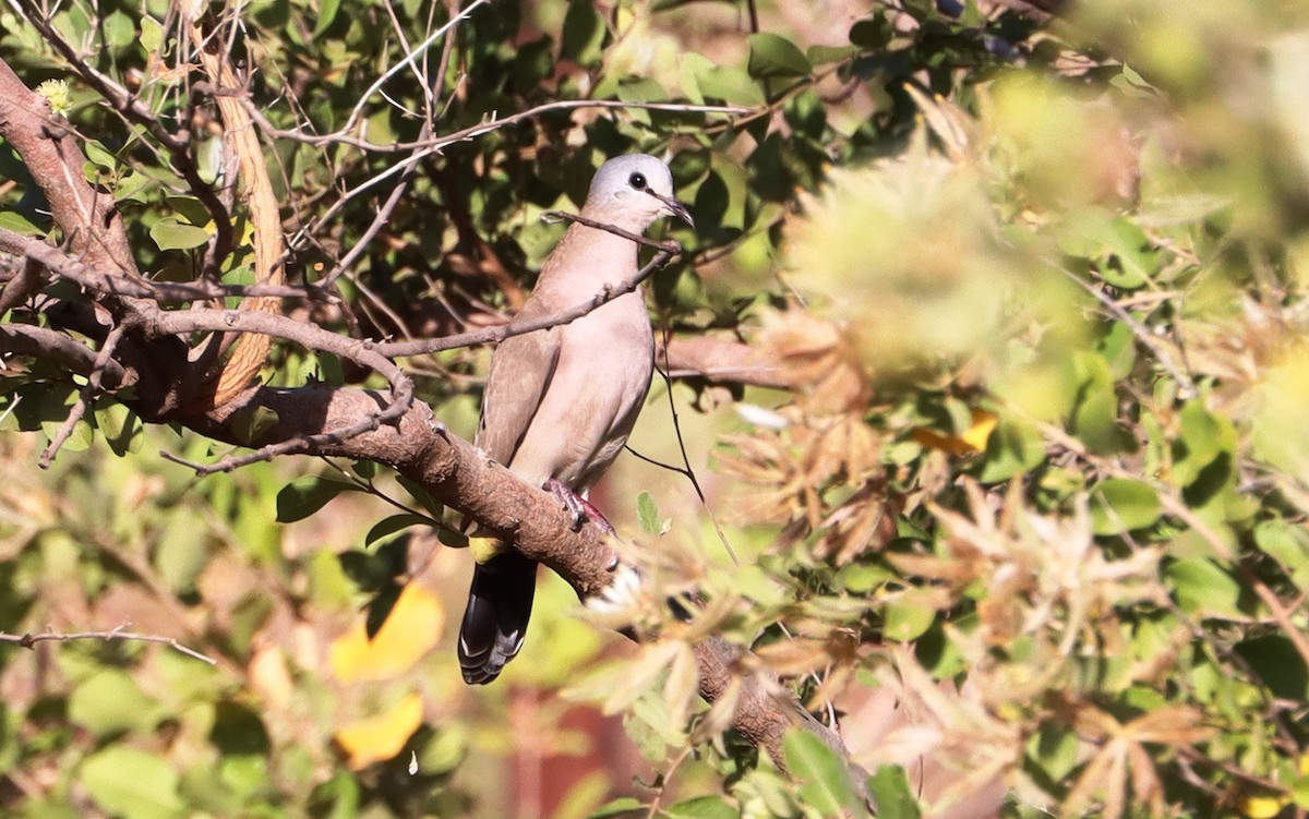 Горлиця абісинська - ML644516953