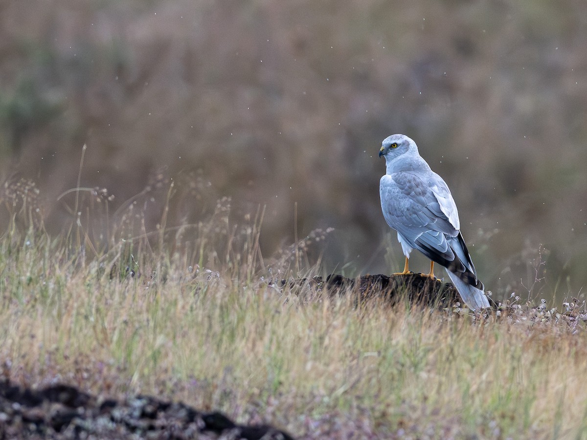 Aguilucho Papialbo - ML644516954