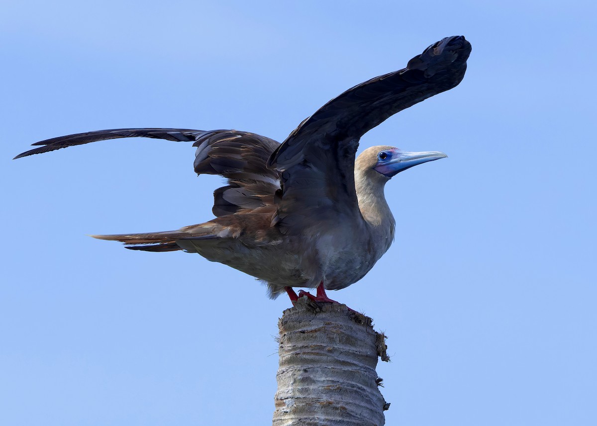 rødfotsule (rubripes) - ML644516958