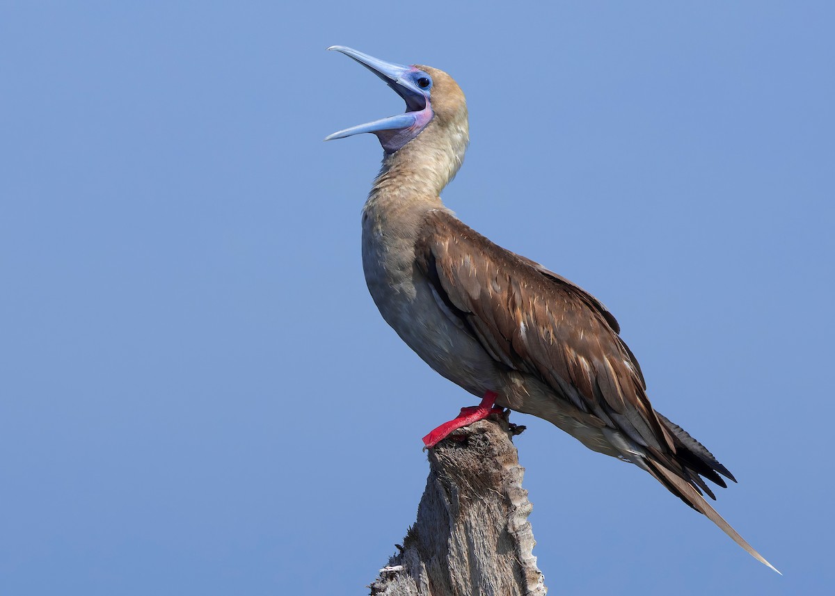 rødfotsule (rubripes) - ML644516959