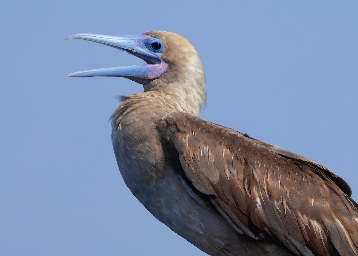 rødfotsule (rubripes) - ML644516960