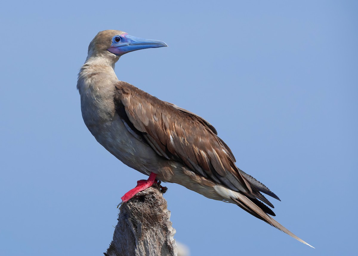 rødfotsule (rubripes) - ML644516961