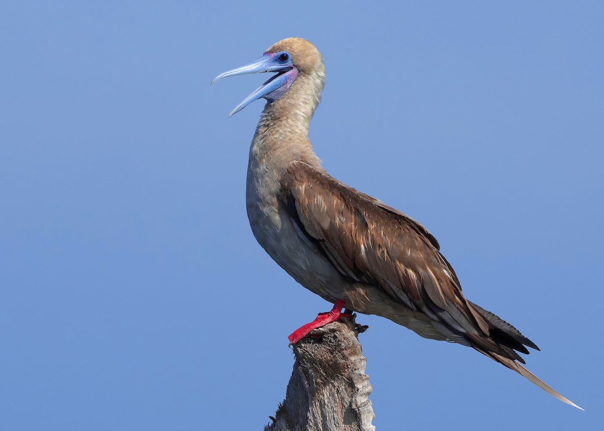 rødfotsule (rubripes) - ML644516962