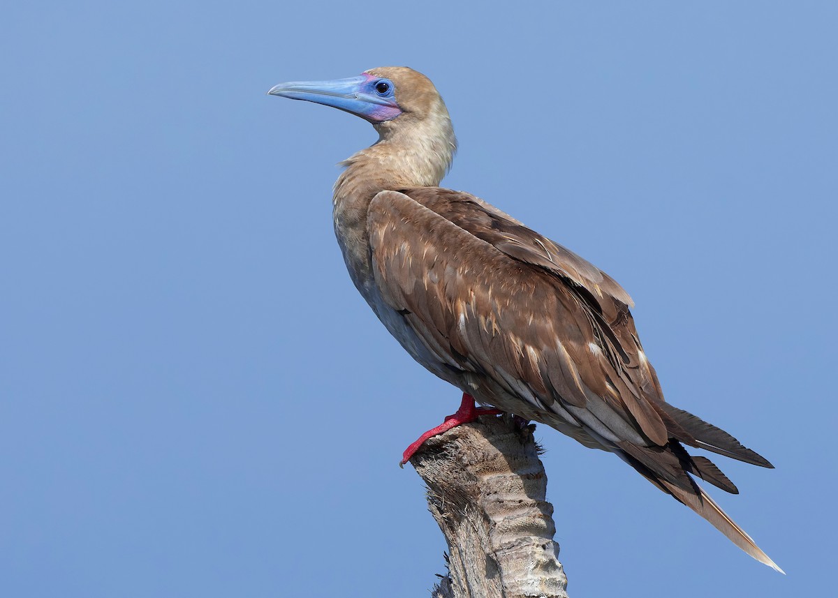 rødfotsule (rubripes) - ML644516963