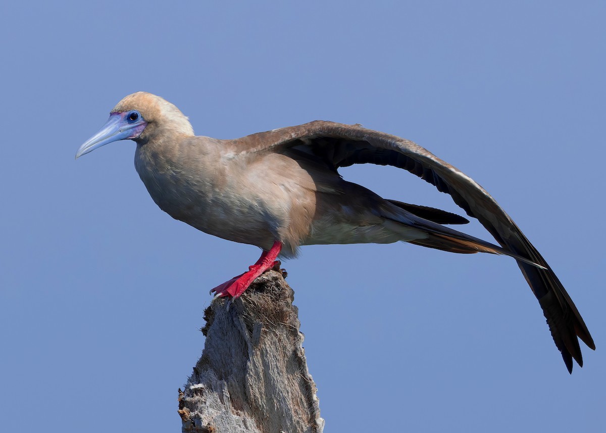 rødfotsule (rubripes) - ML644516964