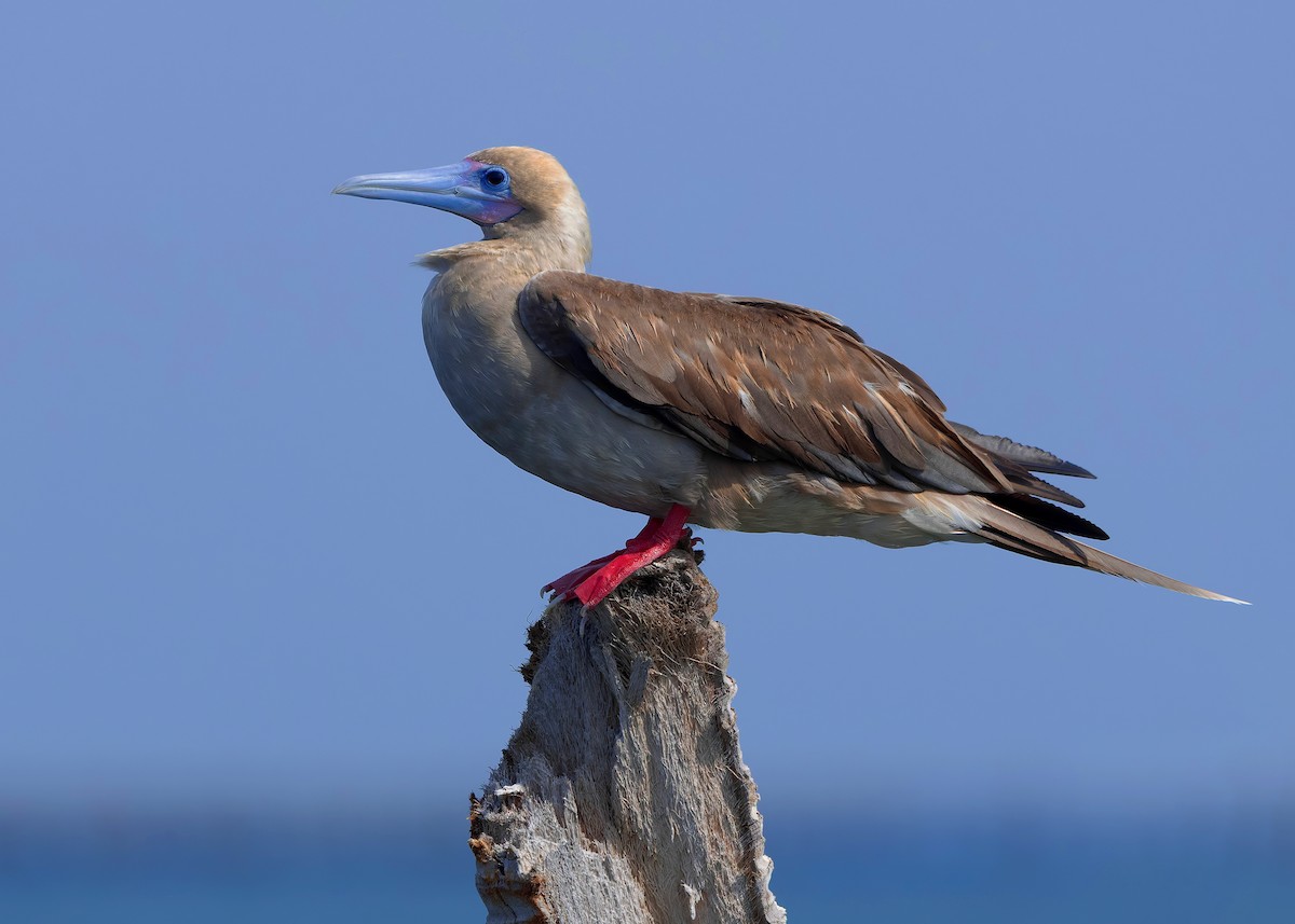 rødfotsule (rubripes) - ML644516965