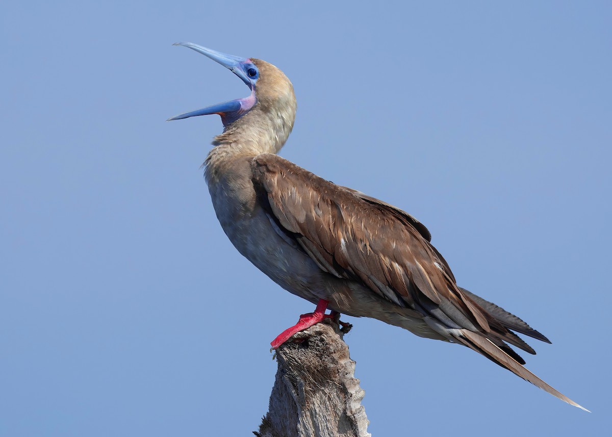 rødfotsule (rubripes) - ML644516966