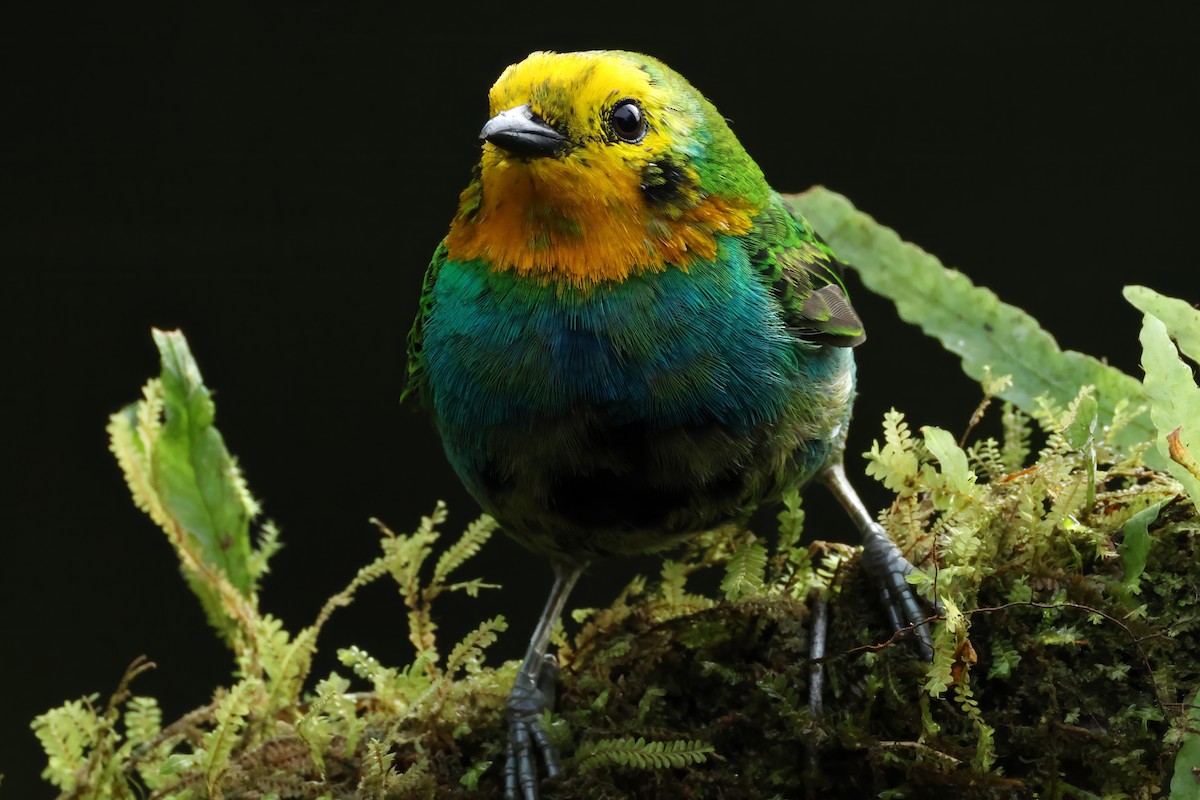 Multicolored Tanager - ML644516970