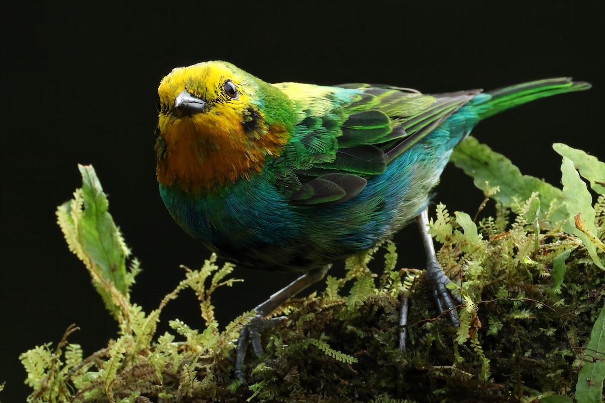 Multicolored Tanager - ML644516971