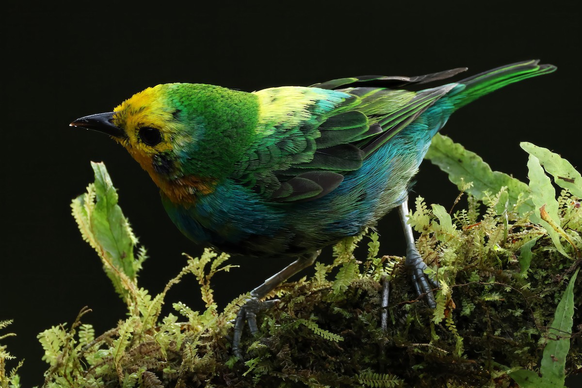 Multicolored Tanager - ML644516972