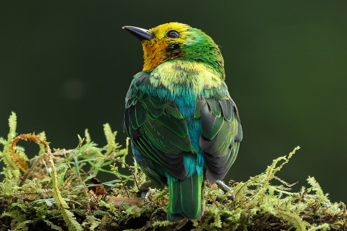 Multicolored Tanager - ML644516973