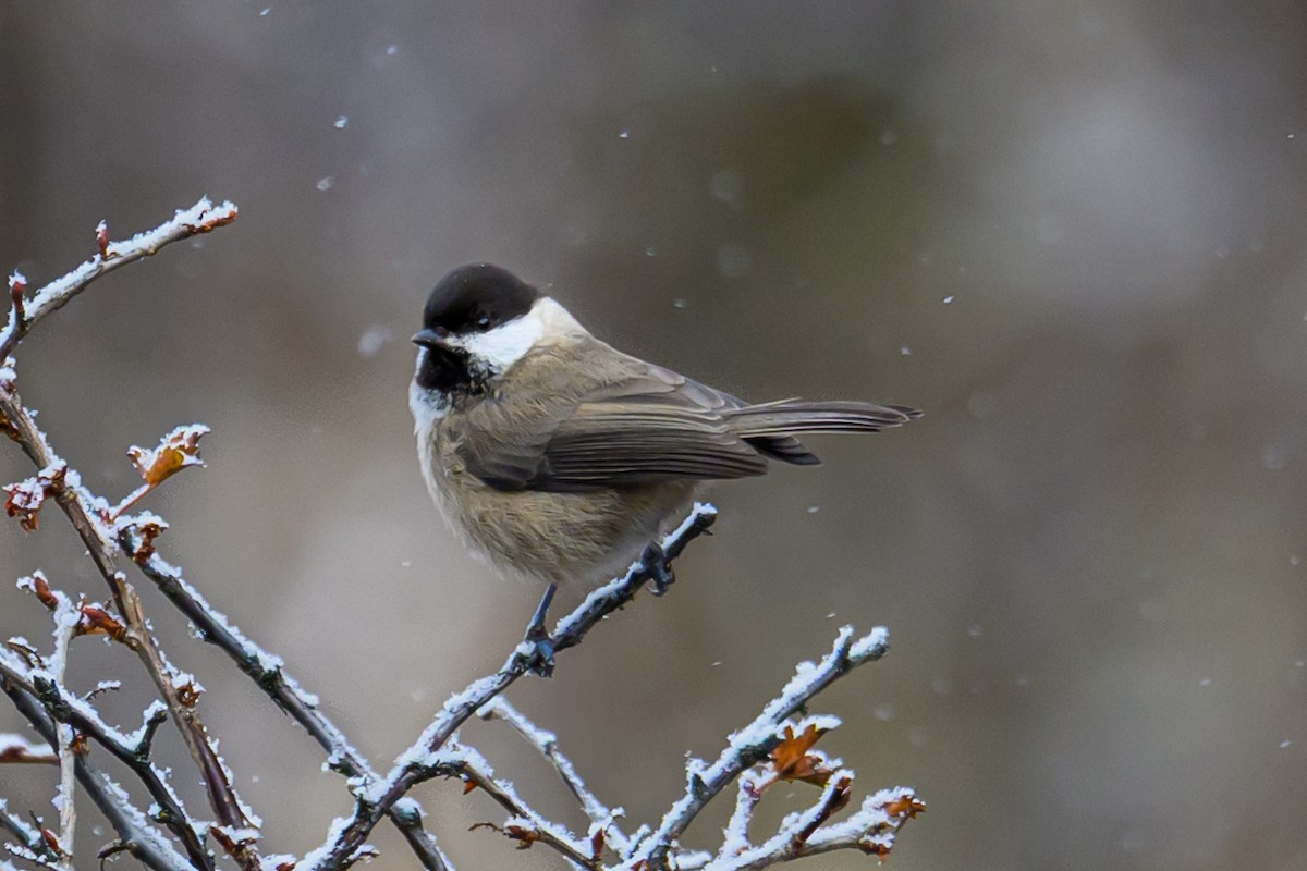 シセンコガラ - ML644516974