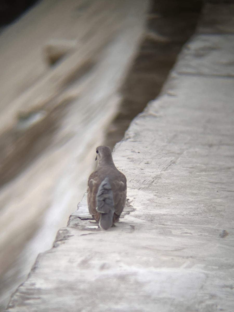 Tourterelle à tête grise - ML644516975