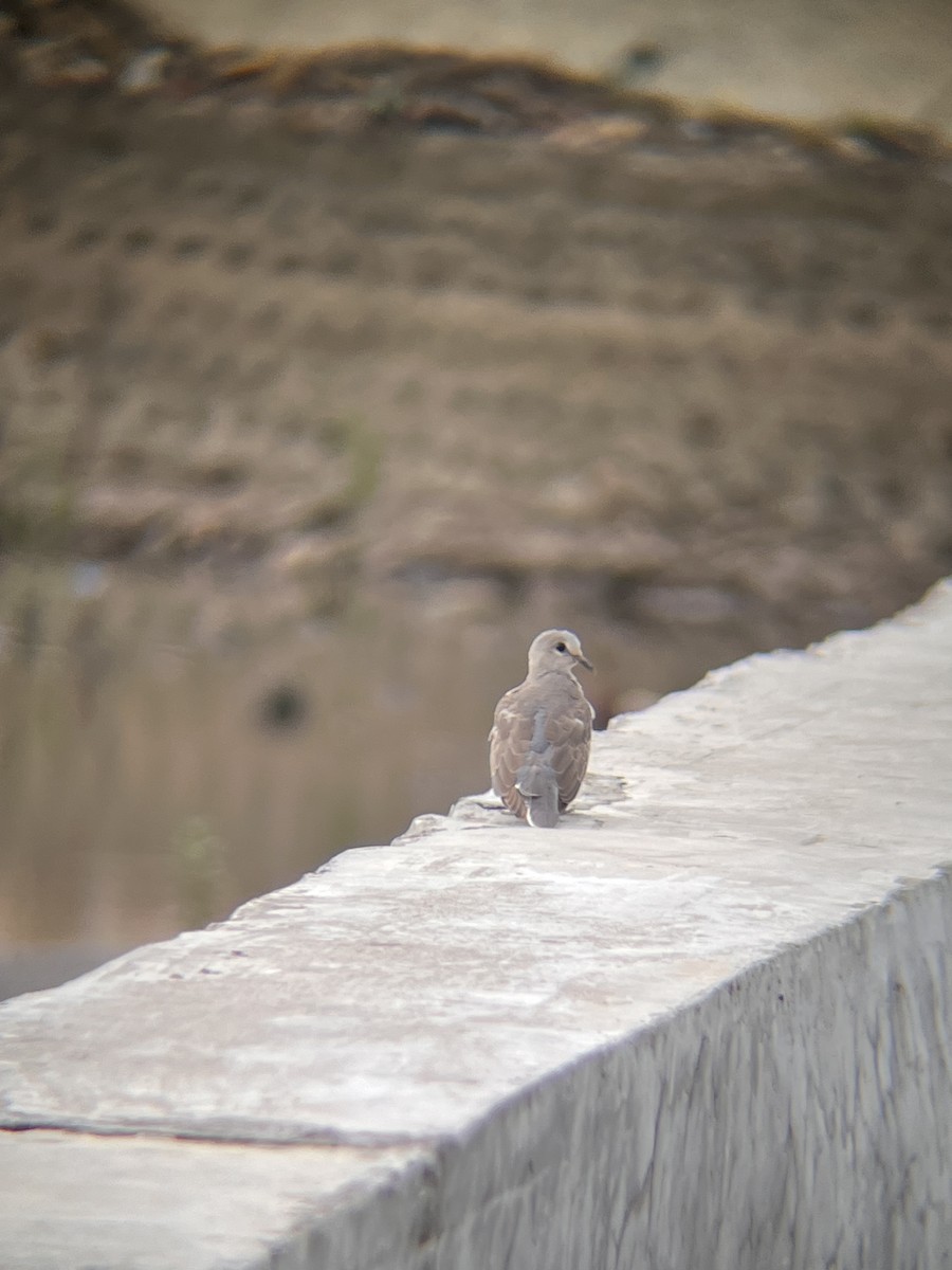 Tourterelle à tête grise - ML644516976