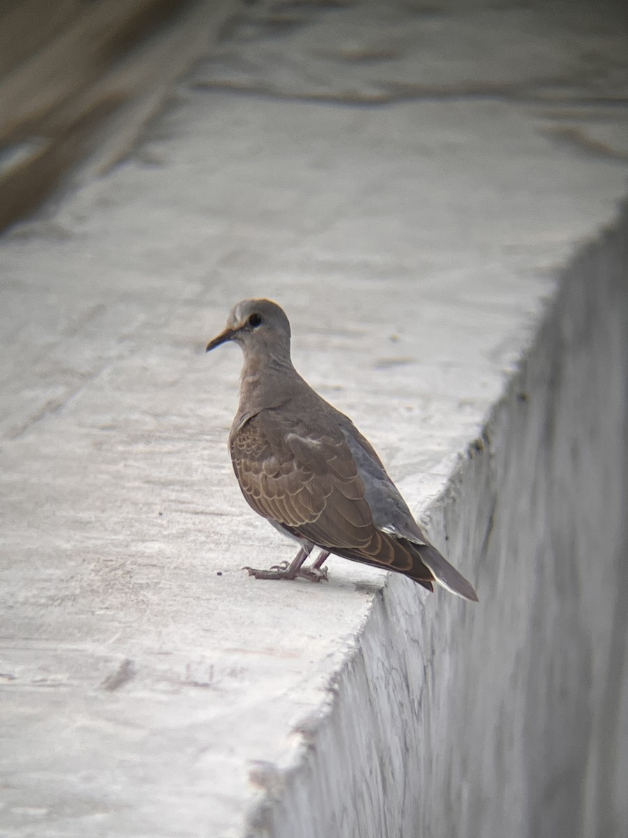 Kızıl Kumru - ML644516977