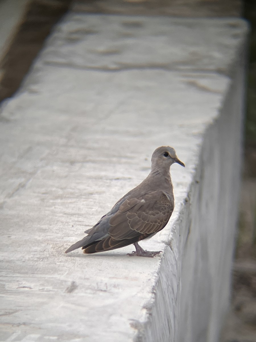 Kızıl Kumru - ML644516978