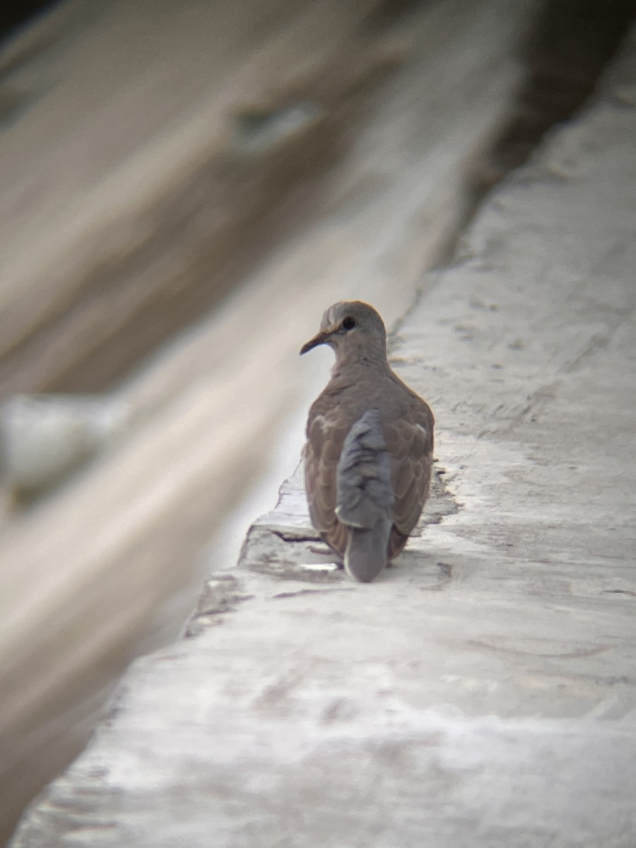 Kızıl Kumru - ML644516979