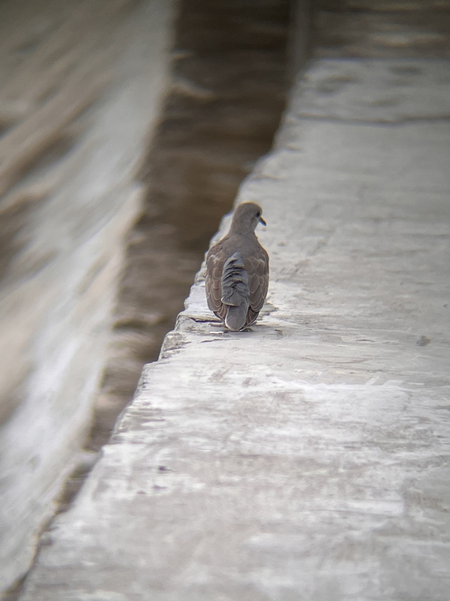 Kızıl Kumru - ML644516980