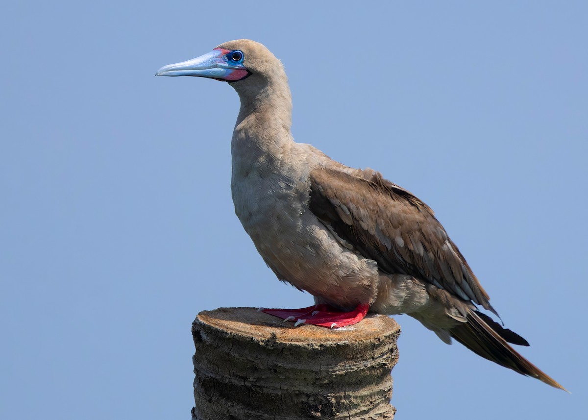 rødfotsule (rubripes) - ML644516984