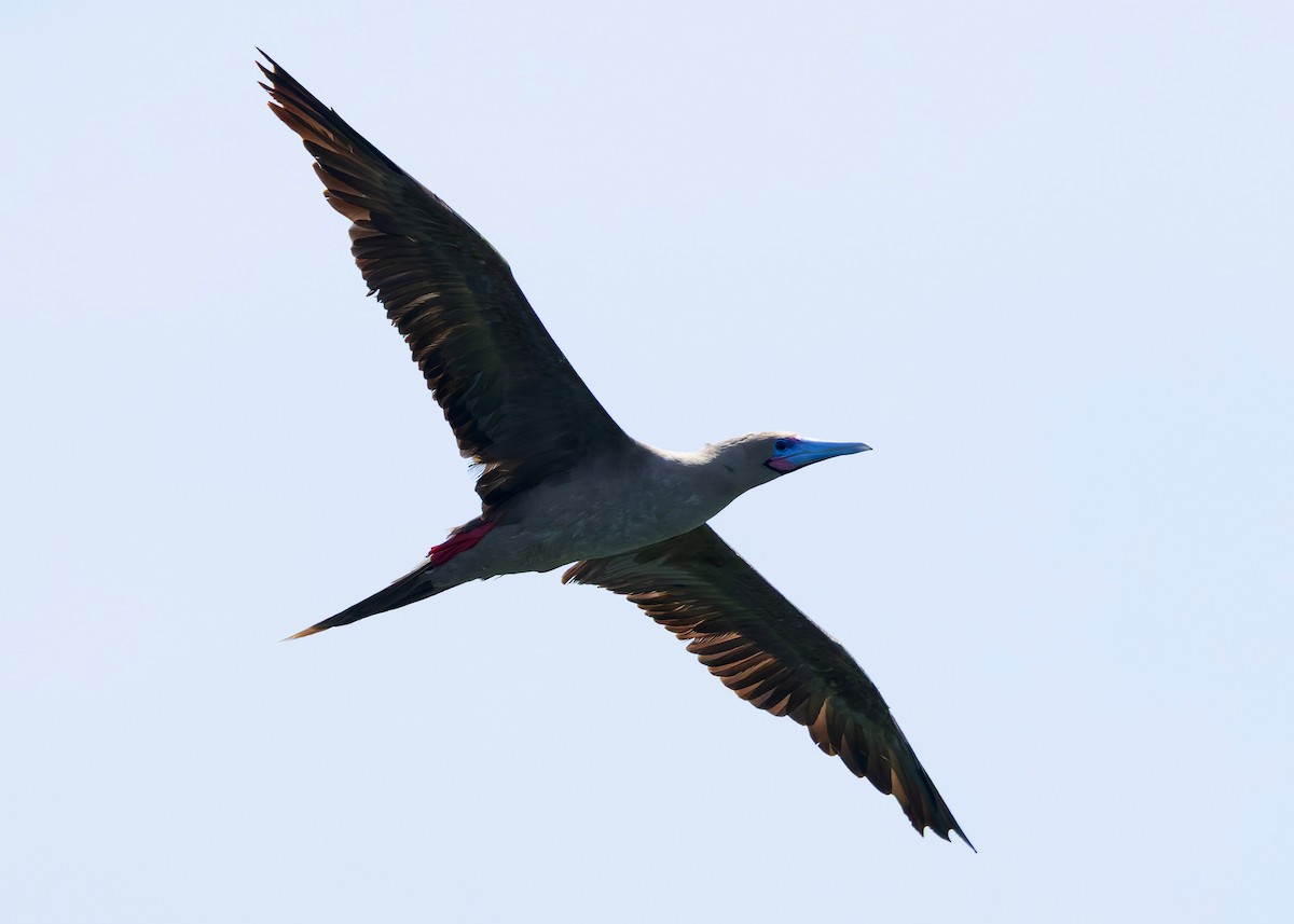 rødfotsule (rubripes) - ML644516985