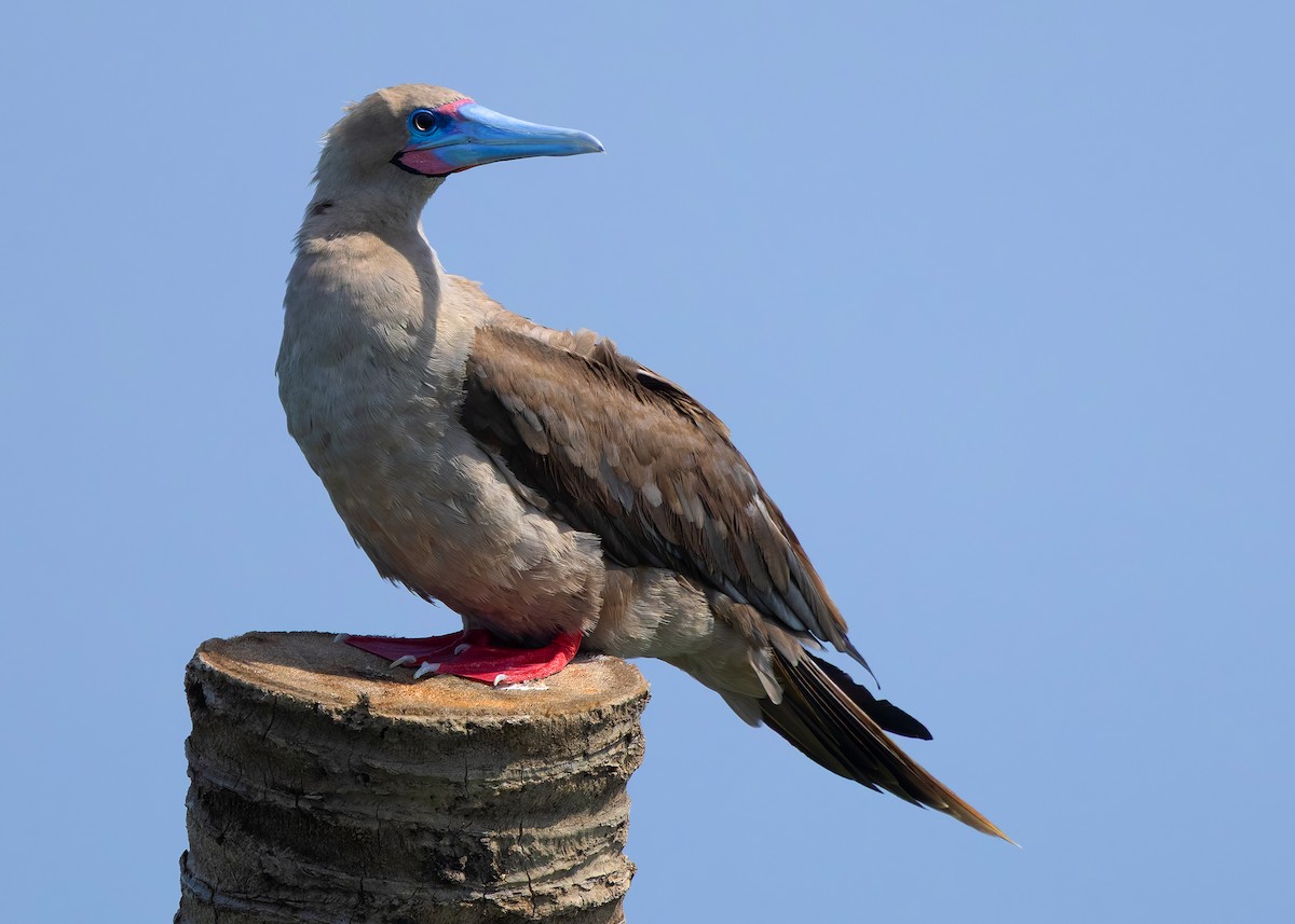 rødfotsule (rubripes) - ML644516986