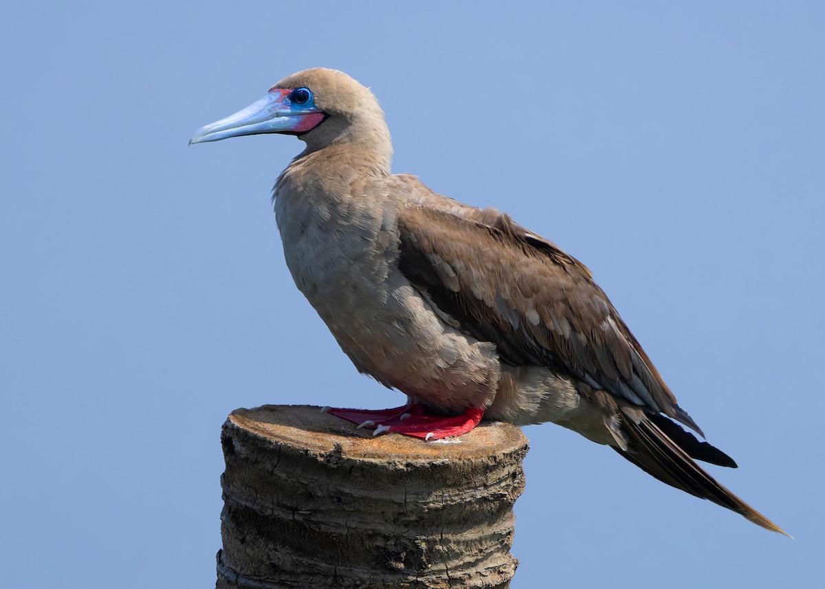 rødfotsule (rubripes) - ML644516987